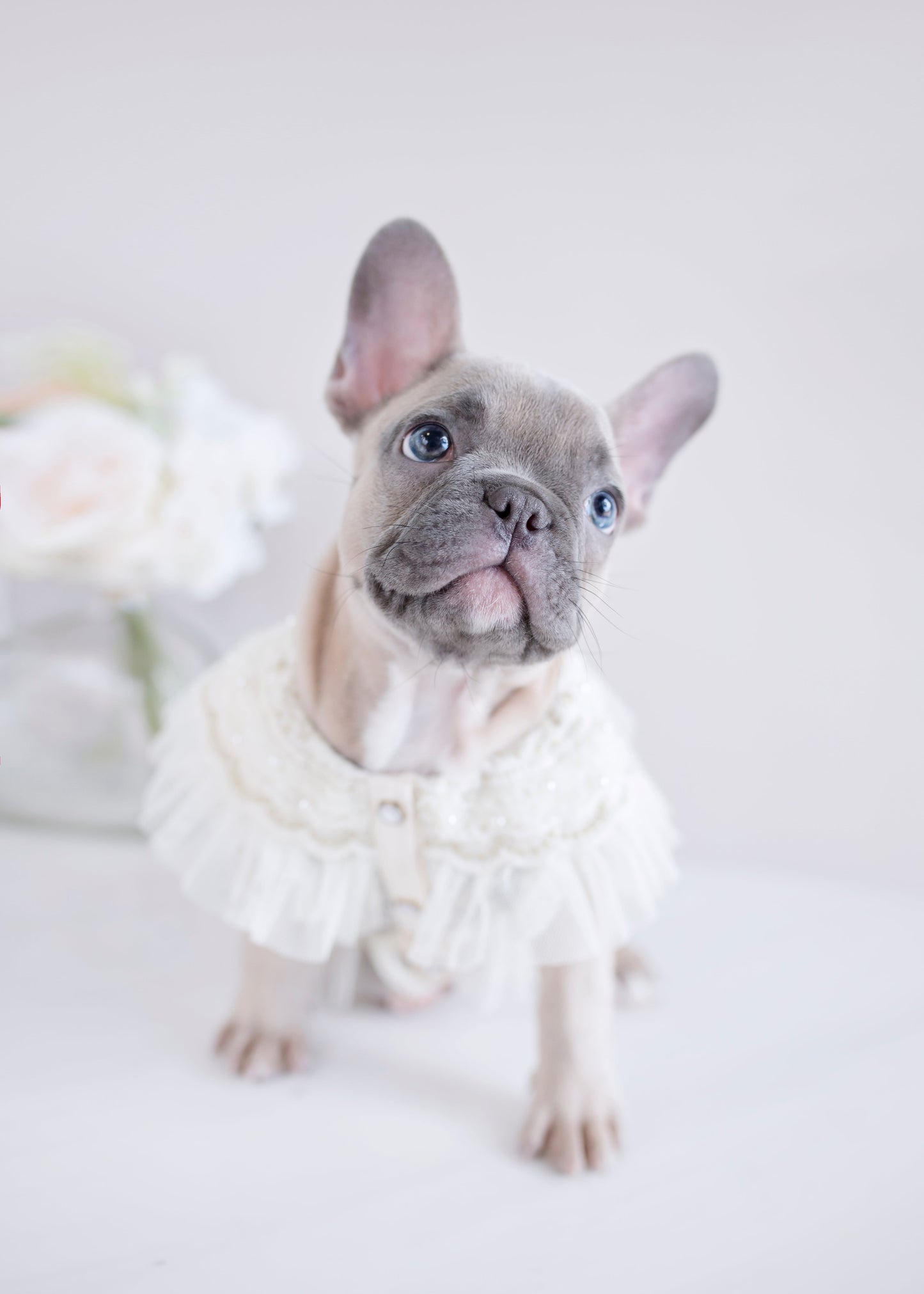 Audrey Lace Dog Blouse
